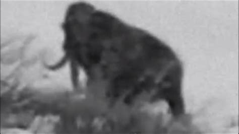 Woolly Mammoth Caught On Tape Could They Still Be Alive Debunked