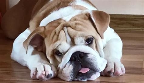 15 Informative And Interesting Facts About English Bulldogs Pettime