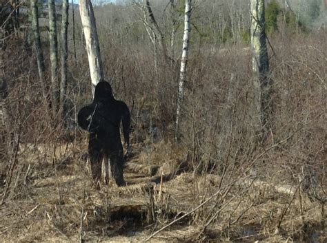 Sasquatch Sighted In Andover The Andover Beacon