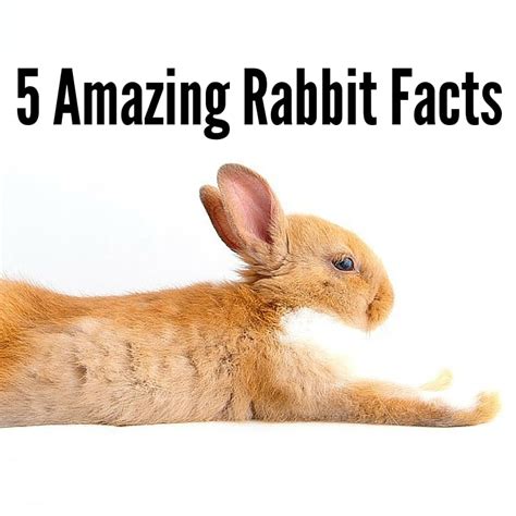 5 Amazing Facts About Rabbits Home And Roost