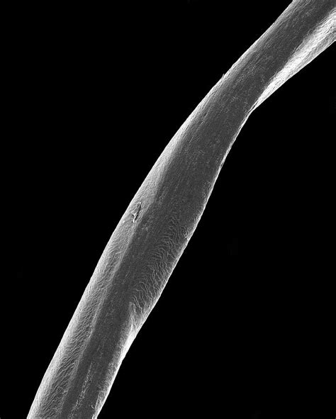 human pubic hair photograph by dennis kunkel microscopy science photo library fine art america
