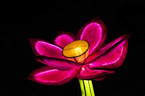 Pink Lantern Flower On Black Free Stock Photo Public Domain Pictures