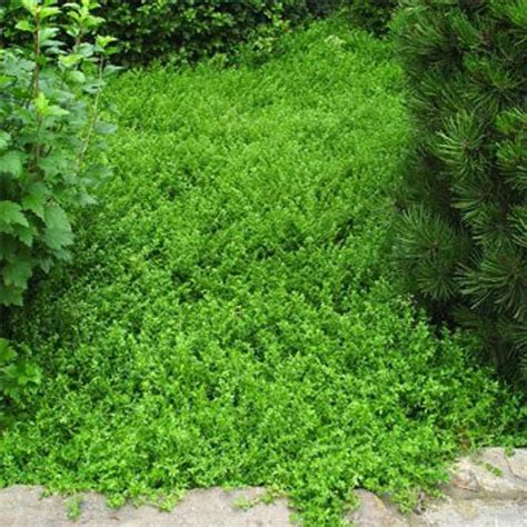 Herniaria Glabra Green Carpet Ground Cover Seeds Rupturewort