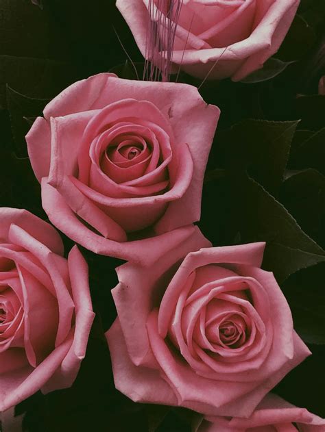 Pink Roses · Pexels