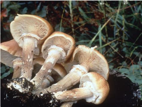 The Humongous Fungus Among Us Eideard