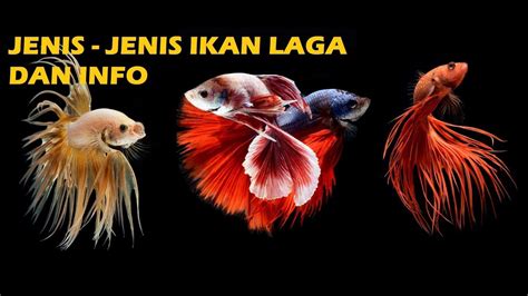 Ada fakta menarik dari ikan flowerhorn (nama lain dari ikan louhan). Basice megenali jenis-jenis ikan laga 2019 - YouTube