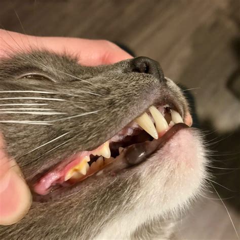 The calcium in cheese, and the calcium and phosphates in milk and other dairy products, help put back minerals your teeth might have lost due to. How to Brush Your Pets' Teeth with an Electric Toothbrush ...