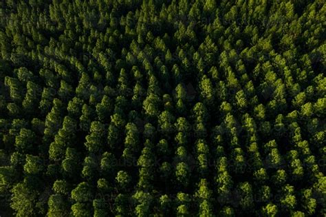 Image Of Aerial Image Of A Pine Tree Plantation Forest Austockphoto