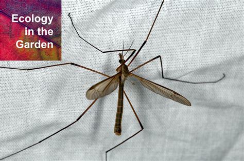 Mosquito Eaters Crane Fly