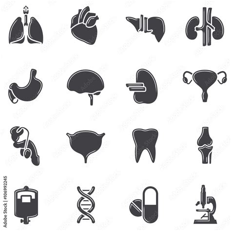 Organs Icon Set Vector Human Organs Icons On White Medical