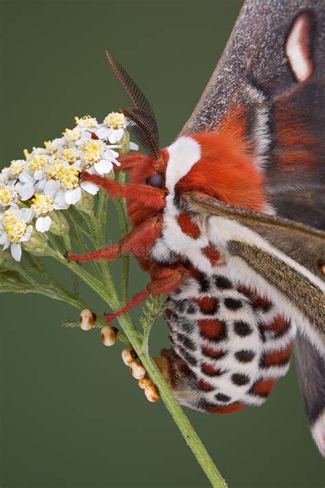 Cecropia Moth Laying Eggs Stock Photo Image Of Laying 9837614