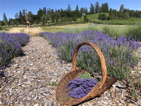 Lavender Farm Ej Preferred Sacramento Valley