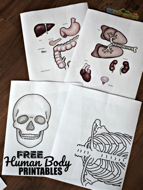 Human Body Project With Free Printables