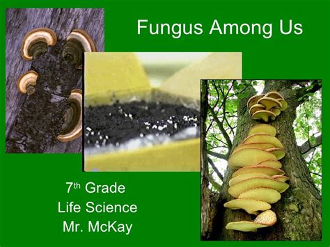 Fungus Among Us