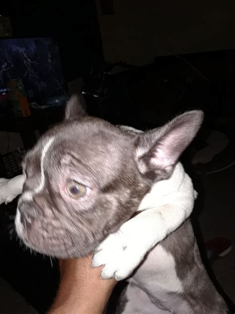 French bulldog puppies and dogs. French Bulldog Puppies For Sale | Port St. Lucie, FL #261626