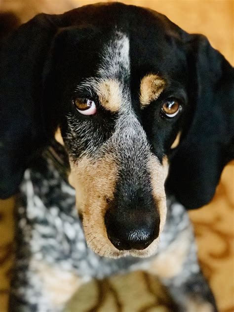 bluetick coonhound breed information health appearance personality