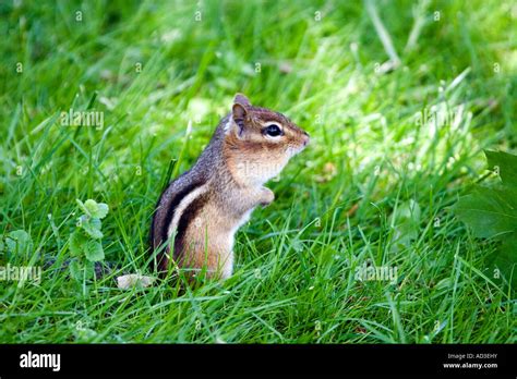 Chipmunk Standing In Grass Stock Photo Alamy