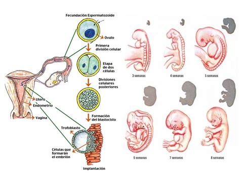 Biología Didáctica Embriologia Humana