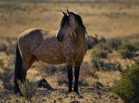 The mustang is a horse breed available in star stable: Dapple buckskin mustang | Horses, Cute horses, Wild horses