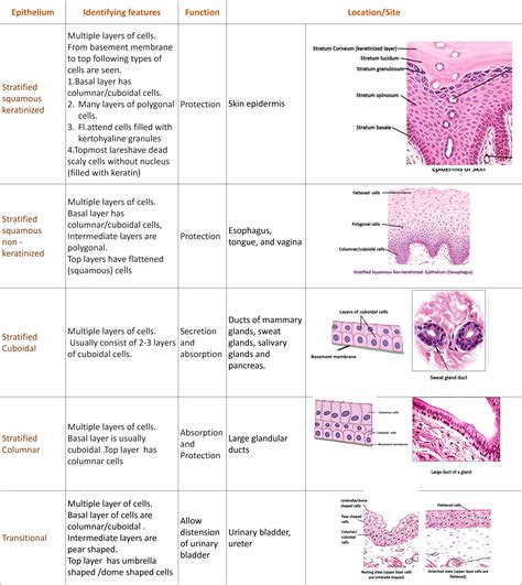 Types Of Epithelial Cells With Examples Easybiologycl Vrogue Co