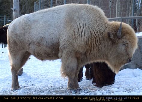 White Bison Buffalo Animal