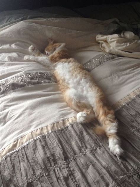 An Orange And White Cat Laying On Top Of A Bed Next To A Sheet Covered