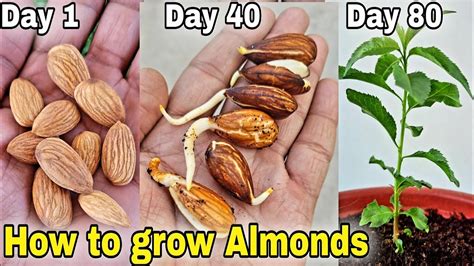 How Do Almonds Grow