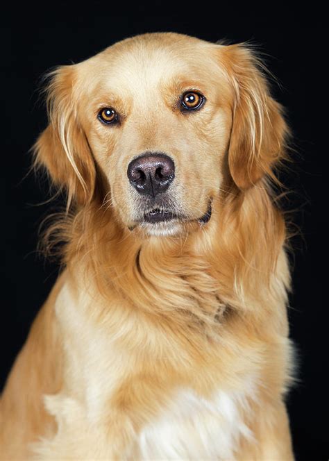 Beautiful Golden Retriever Dog Closeup Photograph By Good Focused
