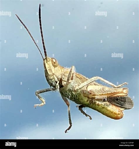 Grasshopper In Flight Stock Photo Alamy