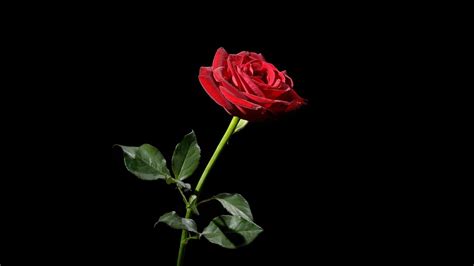 Free Download Rose Red Flower Black Background Wallpaper Background 4k