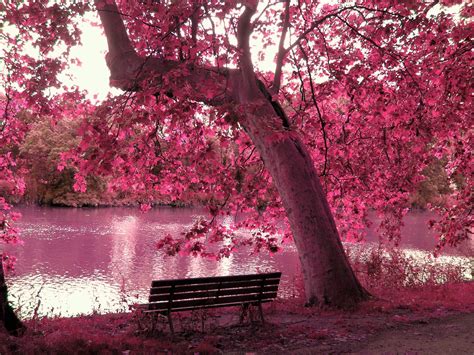 Nature In Pink Wallpapers Wallpaper Cave