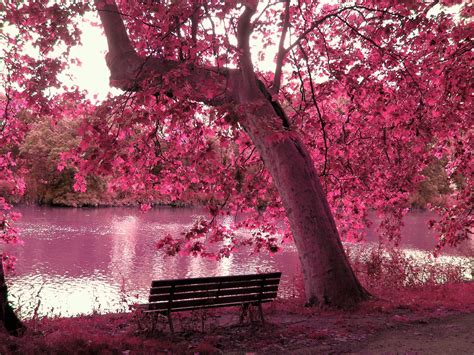 Apr 16, 2019 · pinterest. Free download Pink Nature Wallpapers 2560x1920 for your ...