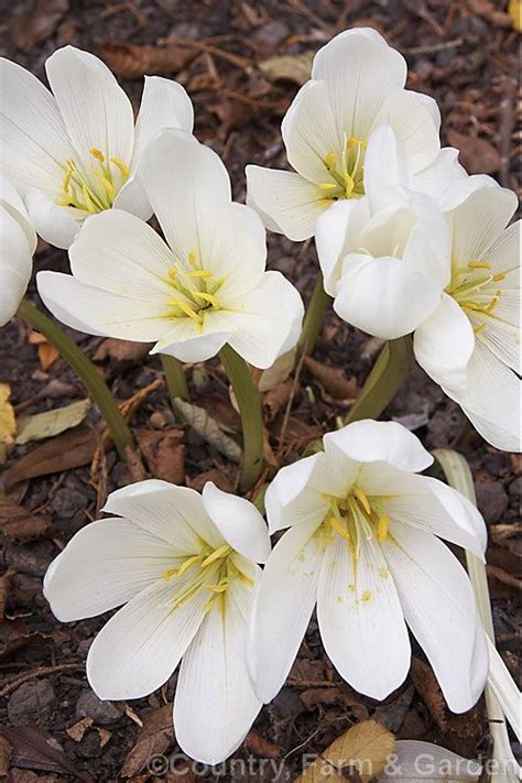 White Autumn Crocus Colchicum Speciosum Album A White Flowered