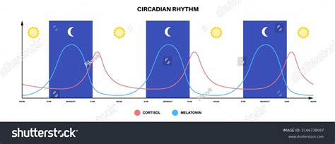 Circadian Rhythm Infographic Poster Melatonin Cortisol Stock Vector