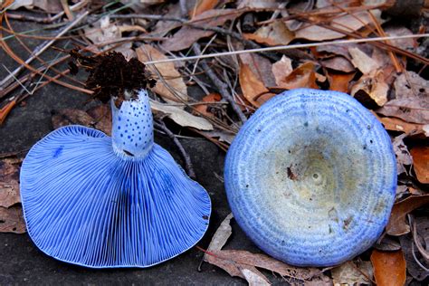 Compared to other colors found in nature, true blues are pretty rare — but the indigo milk cap ...
