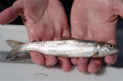 Counting Smolts In May A Story Of Atlantic Salmon Survival Maine