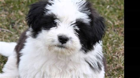 10 Best Small Dog Breeds For Indoor Pets Funnydogtv