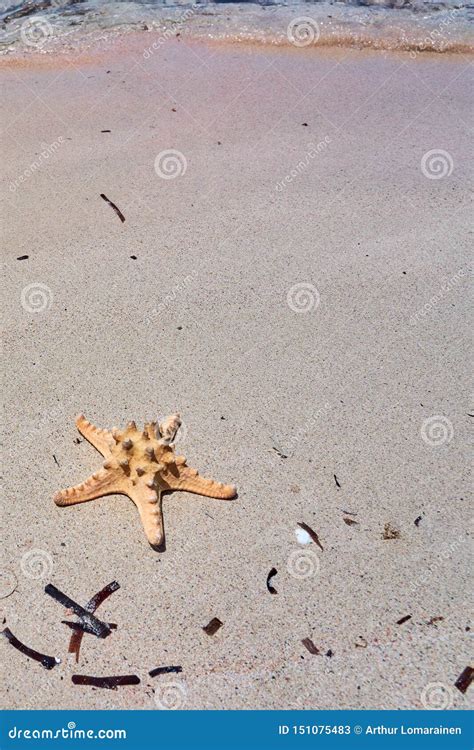 Starfish On A Sandy Beach Stock Image Image Of Paradise 151075483