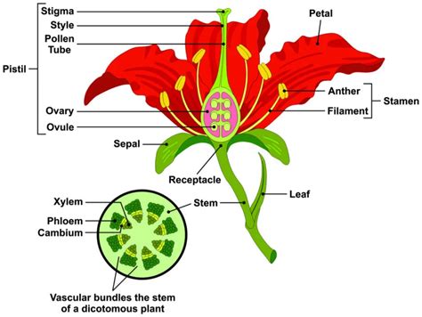 Parts Of A Flower Their Functions And Pollination Science Lesson GMN