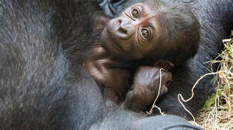 Gorilla Gives Birth With Help From Doctors Who Treat People Whp