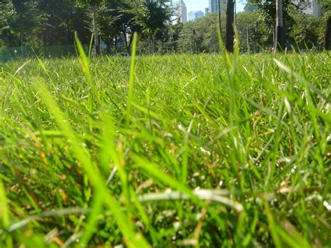 Grass In Park Wallpaper SaversPlanet