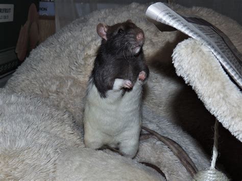 Pin By Elv On Rats Pets Snuggles Fancy Rat