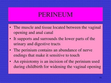 PPT FEMALE REPRODUCTIVE ANATOMY PowerPoint Presentation Free