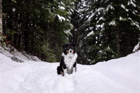 Cute Australian Shepherd Playing In The Snow Happy Dog Cute Stock