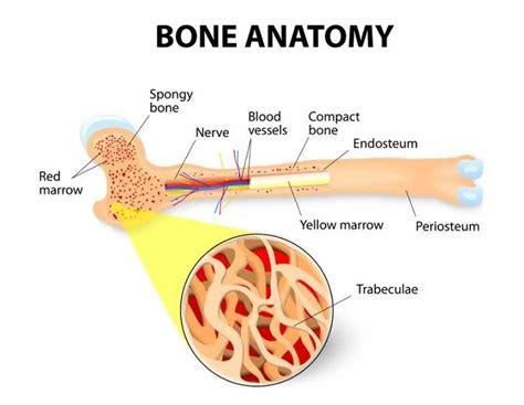 Pictures Of Bone Marrowhealthiack