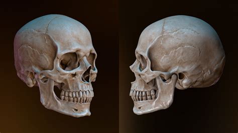 Human Skull Caucasian Male 3d Asset Game Ready Cgtrader