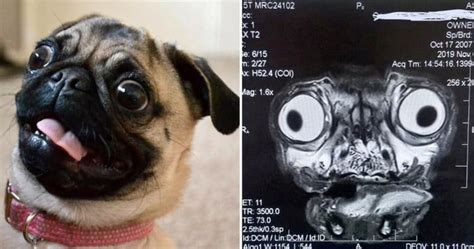 People Freak Out Over This Mildly Terrifying Mri Scan Of A Pug In 2020