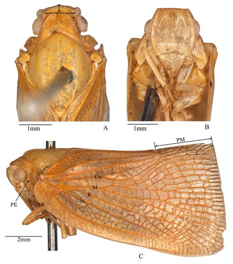 Flata Ferrugata Fabricius A Head And Thorax Dorsal View B Face C