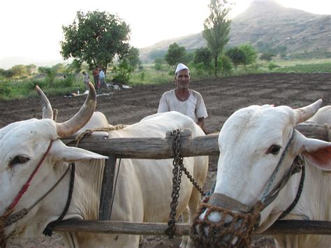 Indian Farmer Plowing Field With Cows Photo By Dan Tunstal Flickr