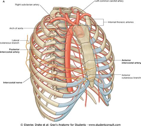 Exam Notes Internal Thoracic Artery
